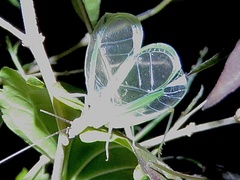 Oecanthus varicornis