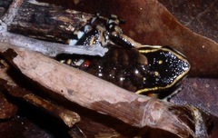 Ameerega flavopicta
