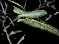 Oecanthus varicornis