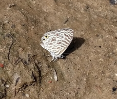 Leptotes plinius