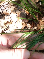 Carex tenax