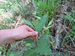 Asclepias variegata