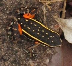 Ameerega flavopicta