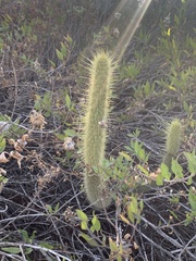 Bergerocactus emoryi