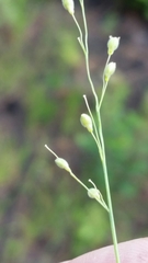 Dichanthelium neuranthum