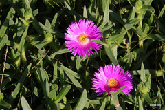 Carpobrotus glaucescens
