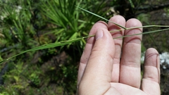 Dichanthelium neuranthum