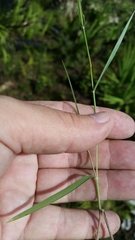 Dichanthelium neuranthum