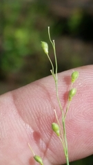 Dichanthelium neuranthum