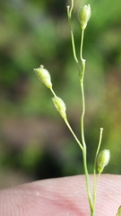 Dichanthelium neuranthum