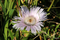Carpobrotus glaucescens