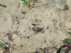 Cicindela abdominalis