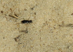 Cicindela abdominalis