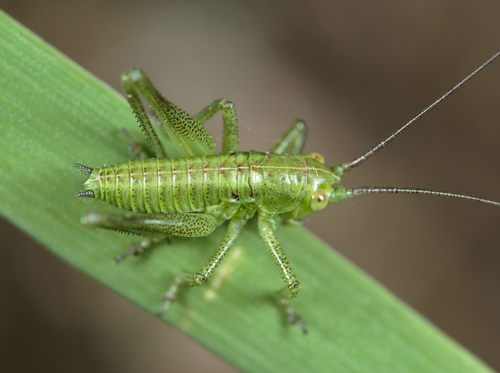 Great green bush-cricket