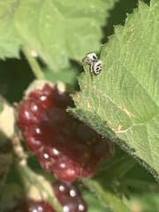 Salticinae