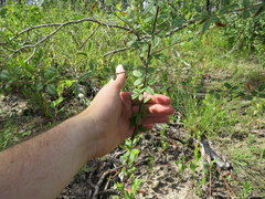 Rhynchosia cytisoides