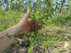 Rhynchosia cytisoides