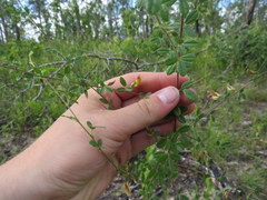 Rhynchosia cytisoides