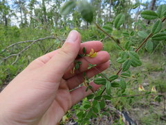 Rhynchosia cytisoides
