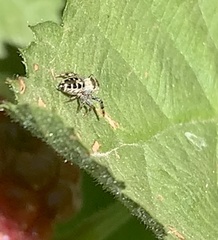 Salticinae