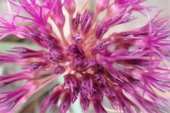 Allium platycaule