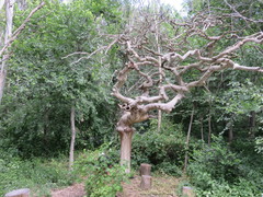 Ulmus glabra camperdownii