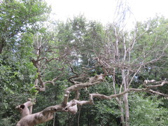 Ulmus glabra camperdownii