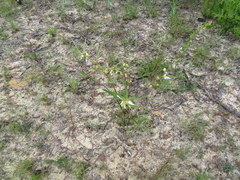 Asimina angustifolia