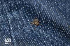 Amblyomma cajennense