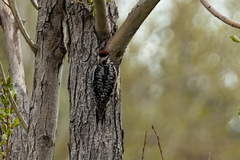 Sphyrapicus nuchalis