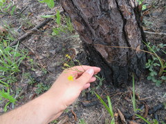Pityopsis oligantha