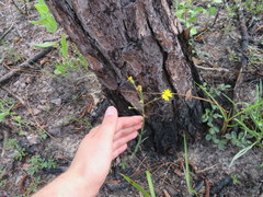 Pityopsis oligantha