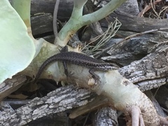 Trachylepis spilogaster