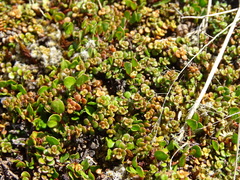 Veronica decora