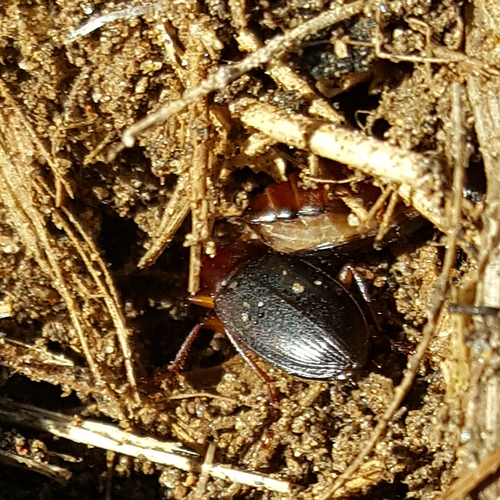 Red-collared Harp Ground Beetle photo 3