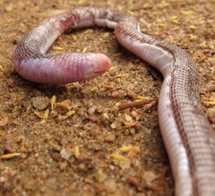 Amphisbaena brasiliana