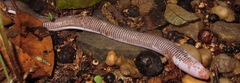 Amphisbaena brasiliana