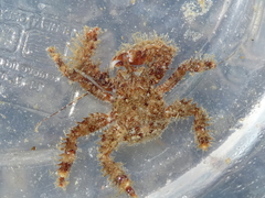 Hapalogaster mertensii