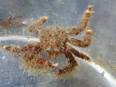 Hapalogaster mertensii