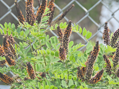 Amorpha fruticosa