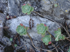 Sedum palmeri