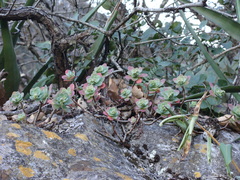 Sedum palmeri
