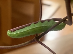Euplexia benesimilis
