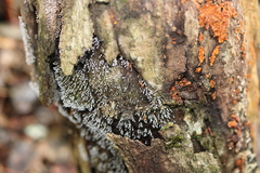 Physarum globuliferum