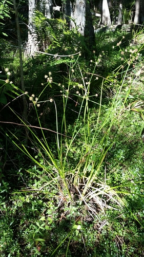 Image of Juncus paludosus by (c) Jay Horn, some rights reserved (CC BY)