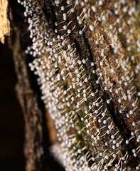 Physarum globuliferum