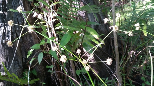 Image of Juncus paludosus by (c) Jay Horn, some rights reserved (CC BY)