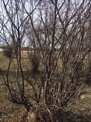 Caragana arborescens