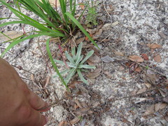 Chrysopsis gossypina