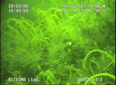 Primnoella chilensis